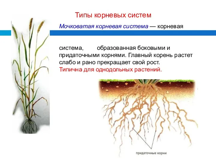 Мочковатая корневая система — корневая система, образованная боковыми и придаточными корнями. Главный корень