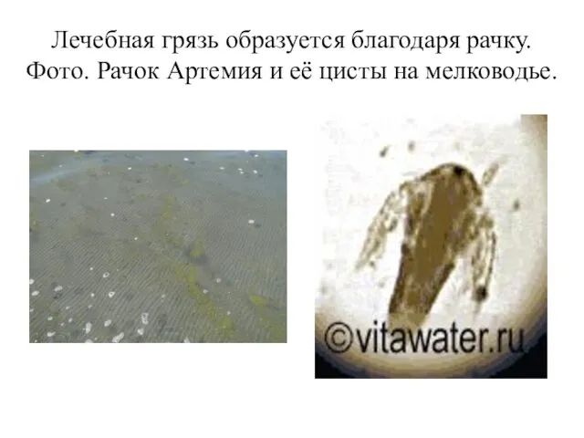 Лечебная грязь образуется благодаря рачку. Фото. Рачок Артемия и её цисты на мелководье.