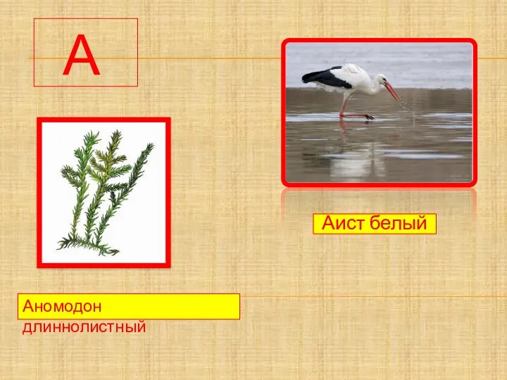 А Аист белый Аномодон длиннолистный