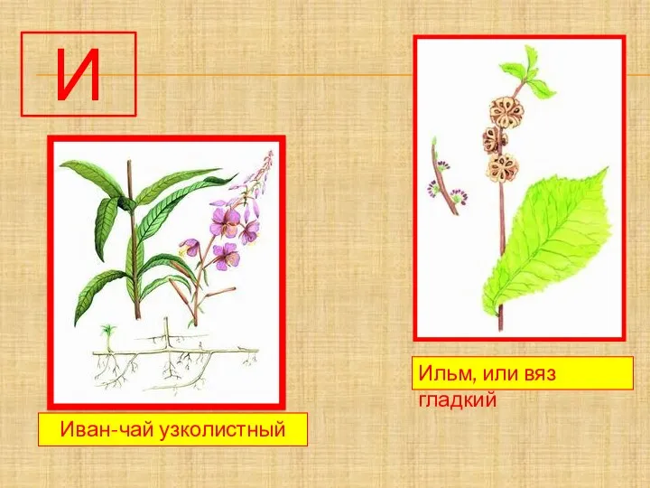 И Иван-чай узколистный Ильм, или вяз гладкий