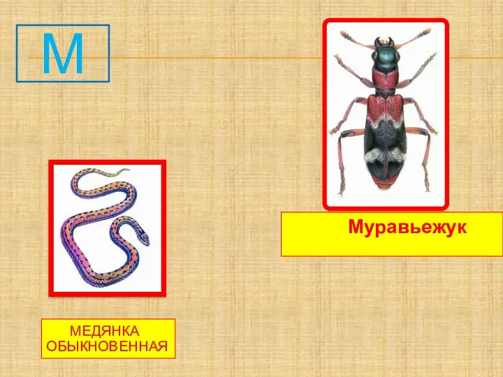 м Медянка обыкновенная Муравьежук