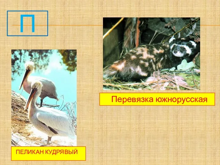 П Пеликан кудрявый Перевязка южнорусская