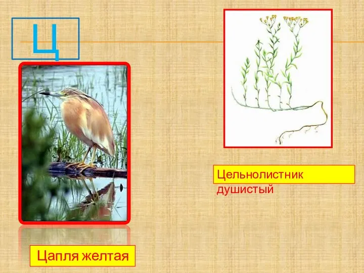 Ц Цапля желтая Цельнолистник душистый