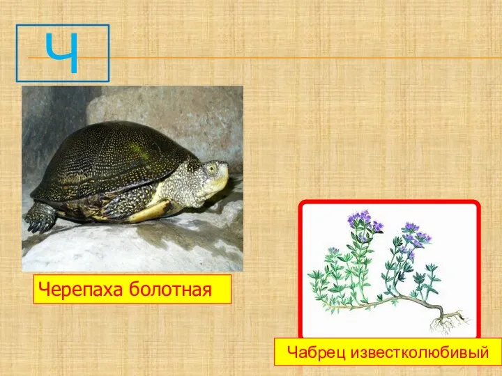 Ч Чабрец известколюбивый Черепаха болотная