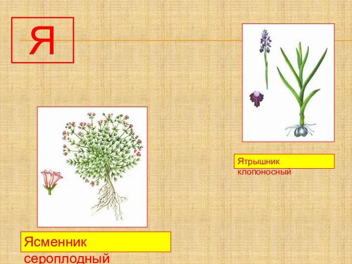 я Ясменник сероплодный Ятрышник клопоносный