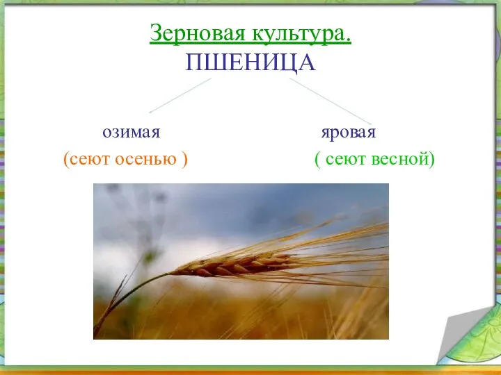 Зерновая культура. ПШЕНИЦА озимая яровая (сеют осенью ) ( сеют весной)