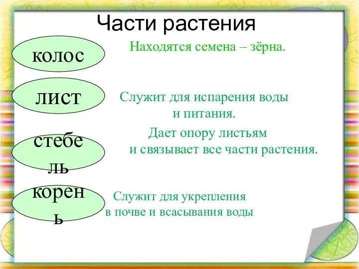 Части растения лист стебель корень колос Служит для испарения воды и питания. Дает