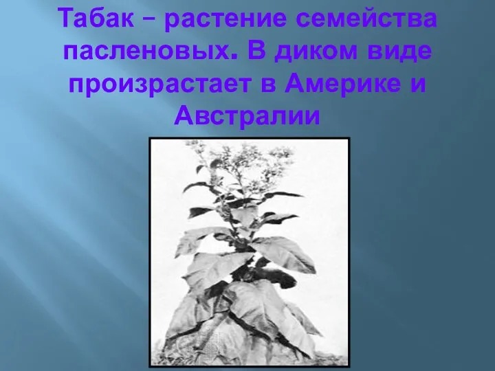 Табак – растение семейства пасленовых. В диком виде произрастает в Америке и Австралии