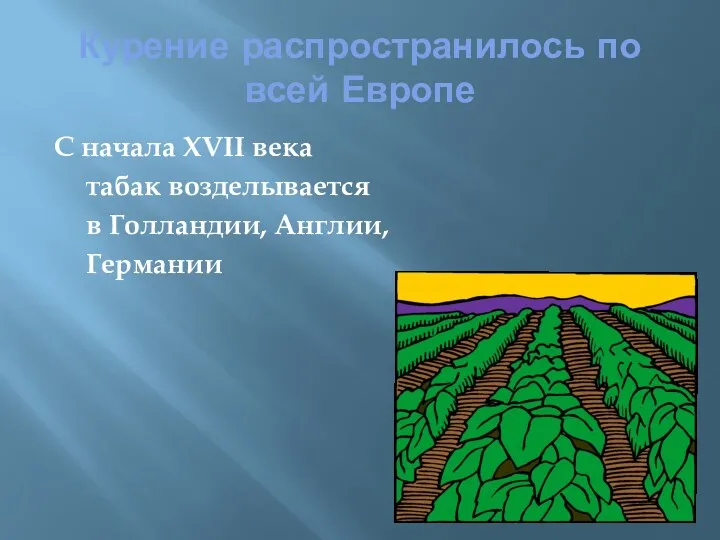 Курение распространилось по всей Европе С начала XVII века табак возделывается в Голландии, Англии, Германии