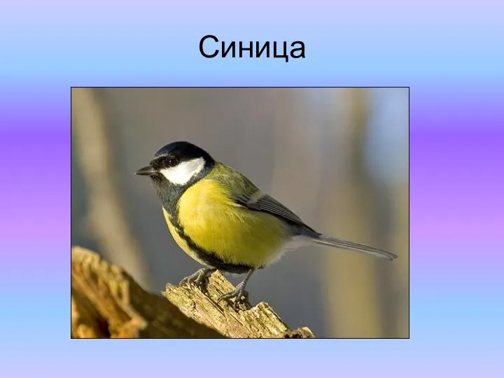 Синица