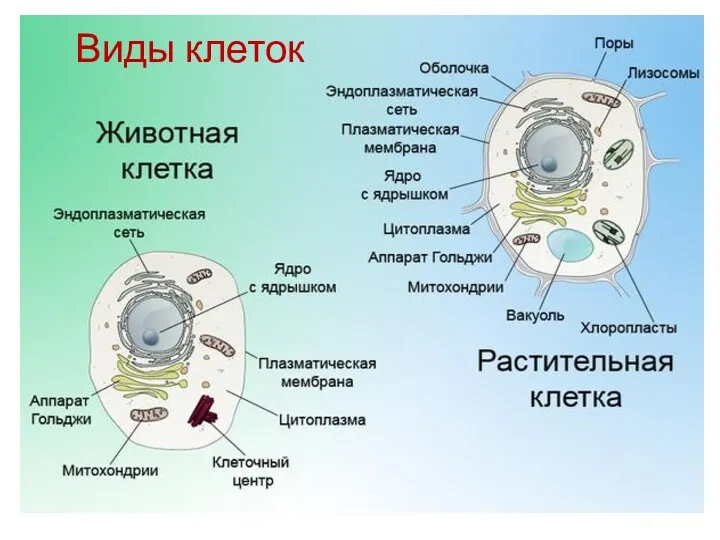 Виды клеток