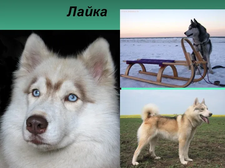 Лайка