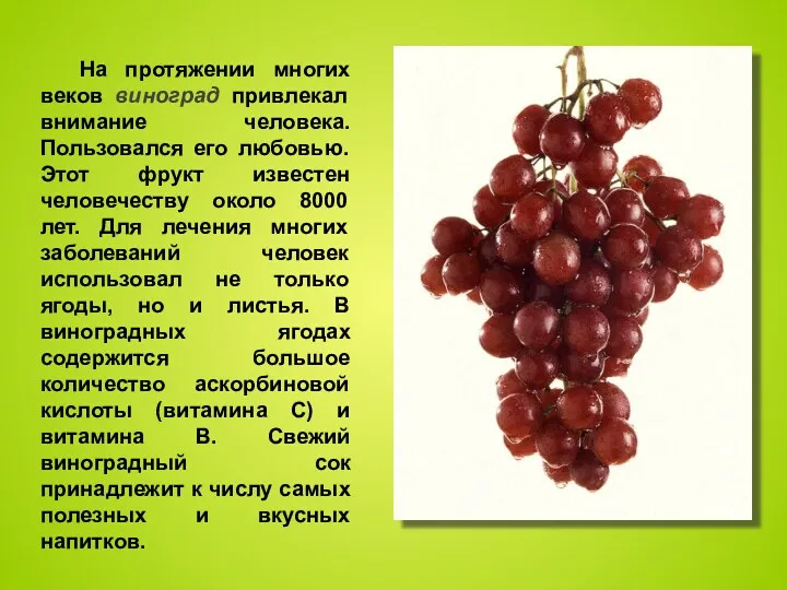 На протяжении многих веков виноград привлекал внимание человека. Пользовался его любовью. Этот фрукт