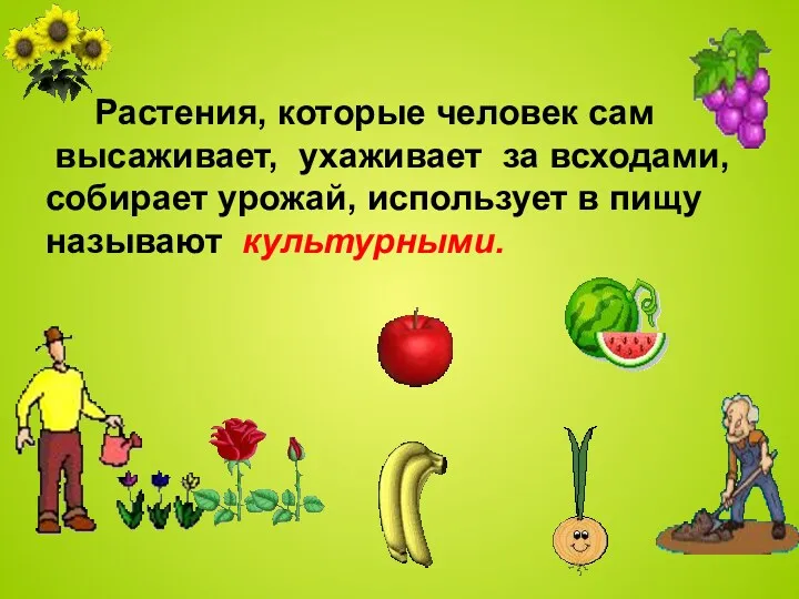 Растения, которые человек сам высаживает, ухаживает за всходами, собирает урожай, использует в пищу называют культурными.