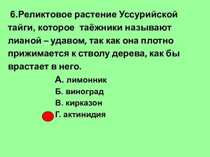 6.Реликтовое растение Уссурийской тайги, которое таёжники называют лианой – удавом,