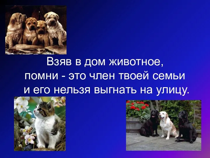 Взяв в дом животное, помни - это член твоей семьи и его нельзя выгнать на улицу.