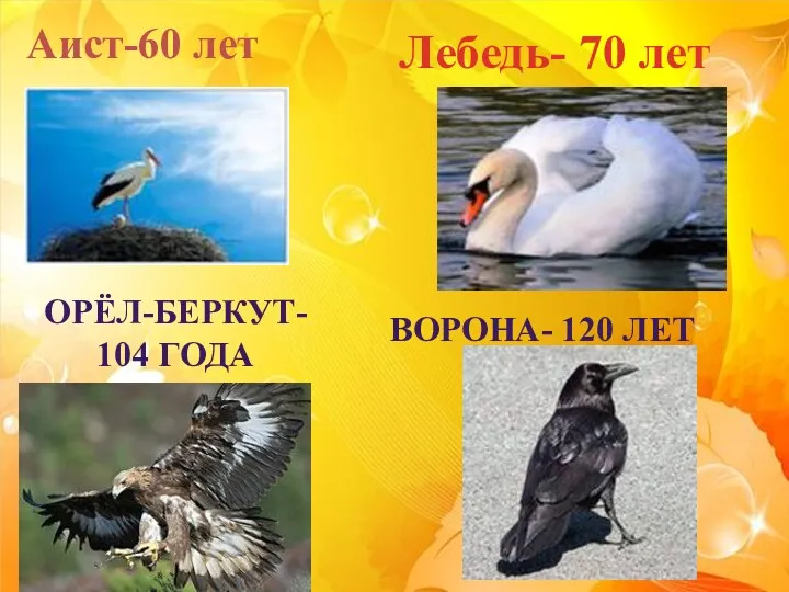 Аист-60 лет Лебедь- 70 лет Орёл-беркут- 104 года Ворона- 120 лет