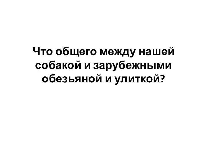 Что общего между нашей собакой и зарубежными обезьяной и улиткой?