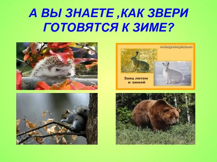 А ВЫ ЗНАЕТЕ ,КАК ЗВЕРИ ГОТОВЯТСЯ К ЗИМЕ?