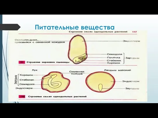 Питательные вещества