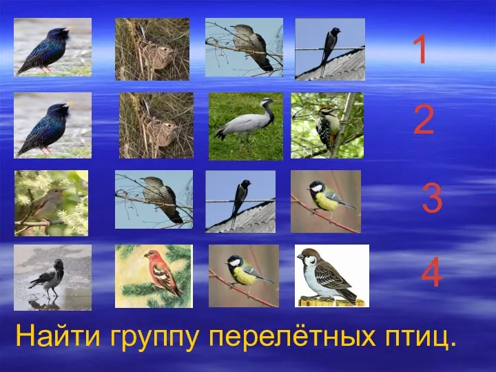 1 2 3 4 Найти группу перелётных птиц.