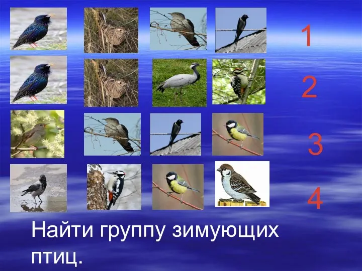 1 2 3 4 Найти группу зимующих птиц.