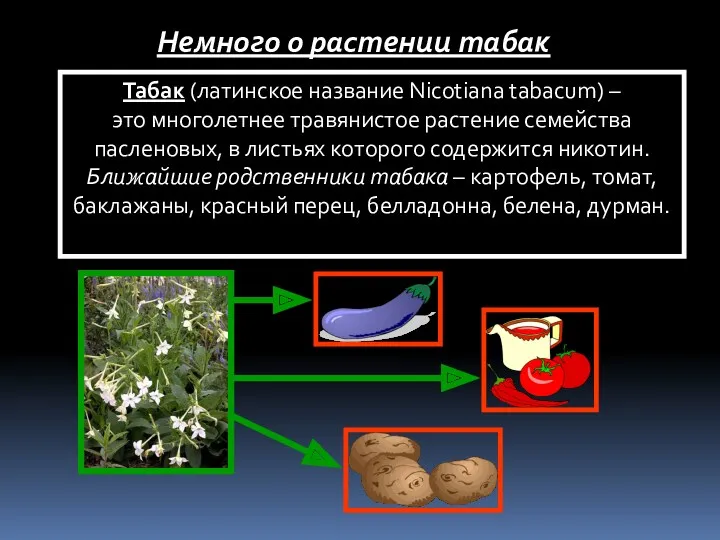 Табак (латинское название Nicotiana tabacum) – это многолетнее травянистое растение