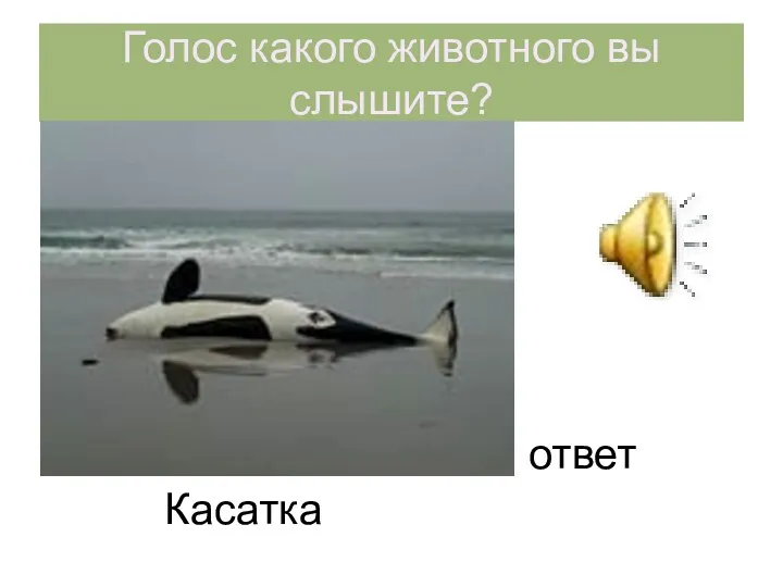 Голос какого животного вы слышите? ответ Касатка