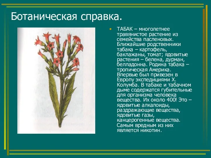 Ботаническая справка. ТАБАК – многолетнее травянистое растение из семейства пасленовых.
