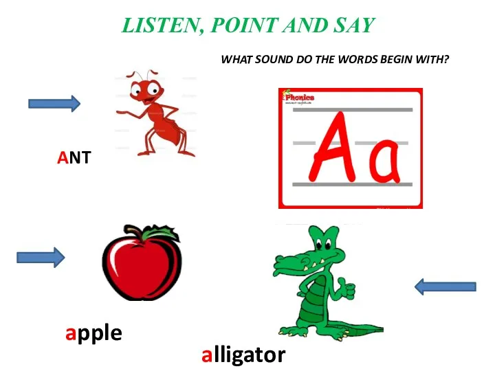 LISTEN, POINT AND SAY ANT apple alligator WHAT SOUND DO THE WORDS BEGIN WITH?