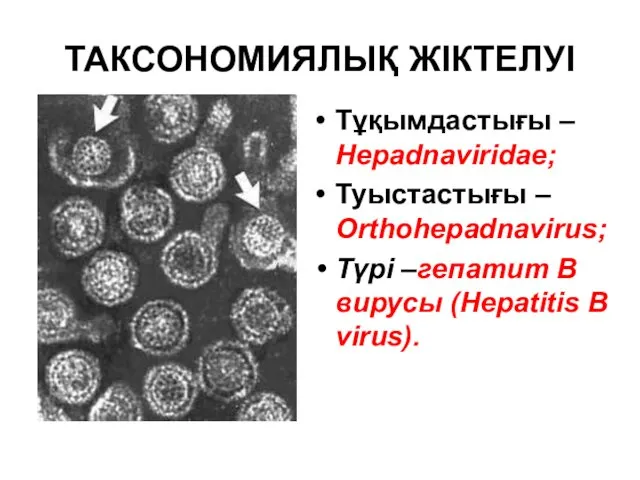 ТАКСОНОМИЯЛЫҚ ЖІКТЕЛУІ Тұқымдастығы – Hepadnaviridae; Туыстастығы – Orthohepadnavirus; Түрі –гепатит В вирусы (Hepatitis B virus).