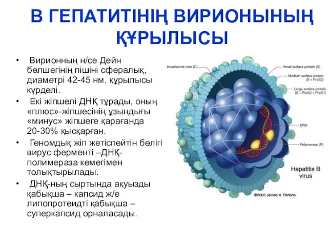 В ГЕПАТИТІНІҢ ВИРИОНЫНЫҢ ҚҰРЫЛЫСЫ Вирионның н/се Дейн бөлшегінің пішіні сфералық, диаметрі 42-45 нм,