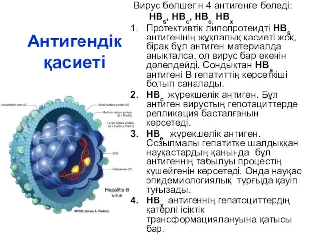 Антигендік қасиеті Вирус бөлшегін 4 антигенге бөледі: НВs, HBc, HBe, HBх Протективтік липопротеидті