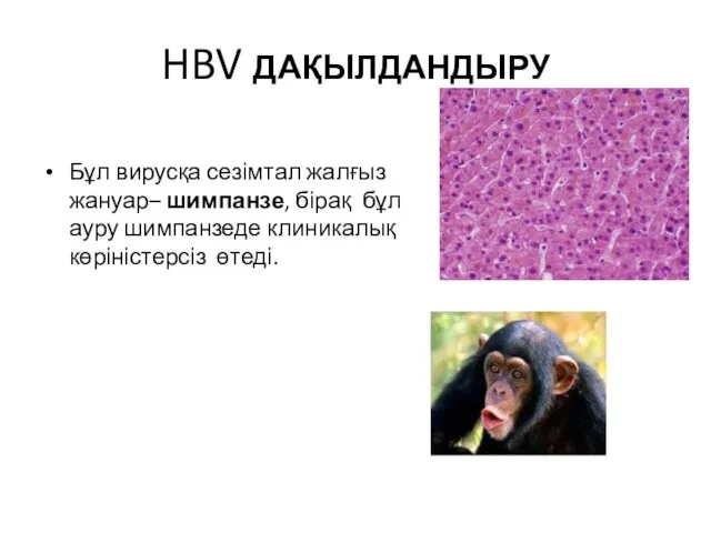 HBV ДАҚЫЛДАНДЫРУ Бұл вирусқа сезімтал жалғыз жануар– шимпанзе, бірақ бұл ауру шимпанзеде клиникалық көріністерсіз өтеді.
