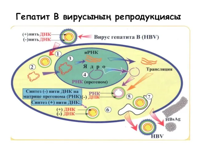 Гепатит В вирусының репродукциясы