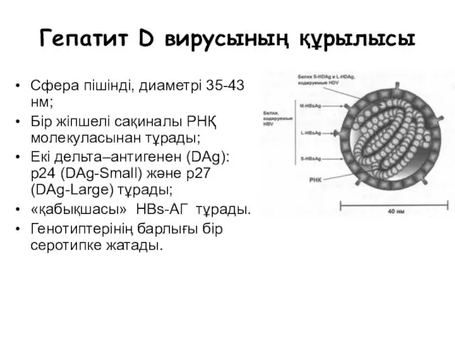 Гепатит D вирусының құрылысы Сфера пішінді, диаметрі 35-43 нм; Бір жіпшелі сақиналы РНҚ