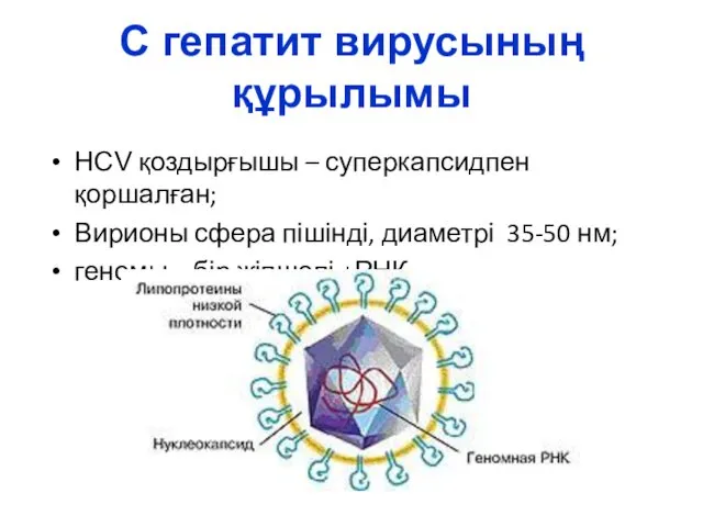 С гепатит вирусының құрылымы HCV қоздырғышы – суперкапсидпен қоршалған; Вирионы сфера пішінді, диаметрі