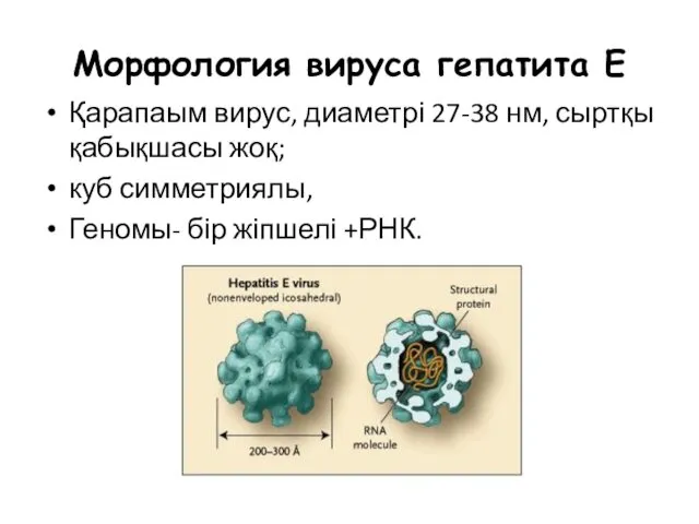Морфология вируса гепатита Е Қарапаым вирус, диаметрі 27-38 нм, сыртқы қабықшасы жоқ; куб