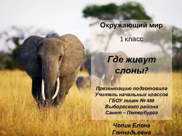 Где живут слоны?