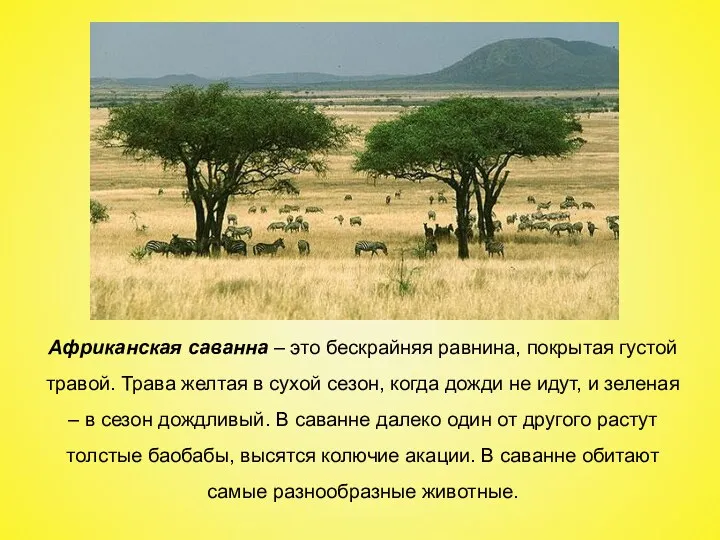 Африканская саванна – это бескрайняя равнина, покрытая густой травой. Трава