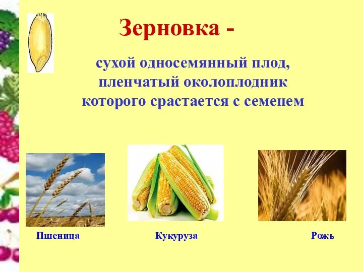 Зерновка - сухой односемянный плод, пленчатый околоплодник которого срастается с семенем Пшеница Кукуруза Рожь