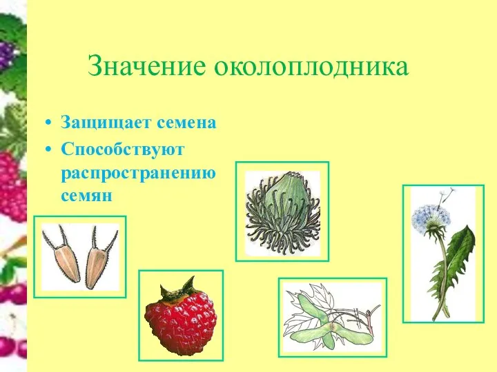 Значение околоплодника Защищает семена Способствуют распространению семян