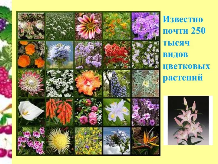 Известно почти 250 тысяч видов цветковых растений