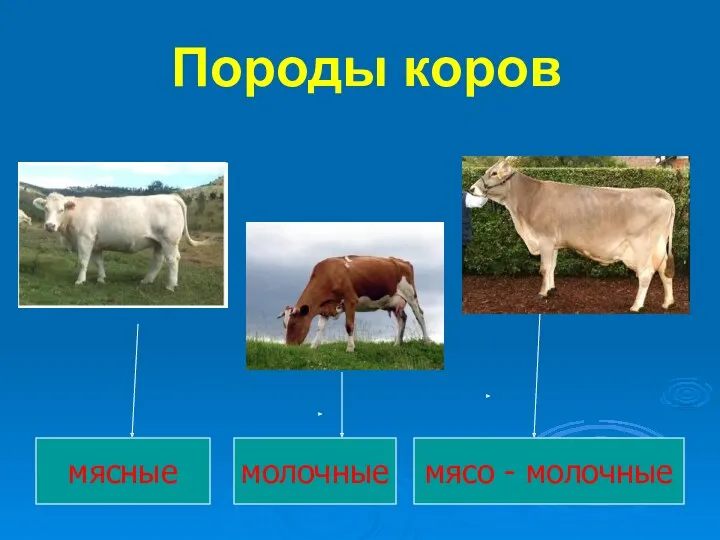 Породы коров мясные молочные мясо - молочные