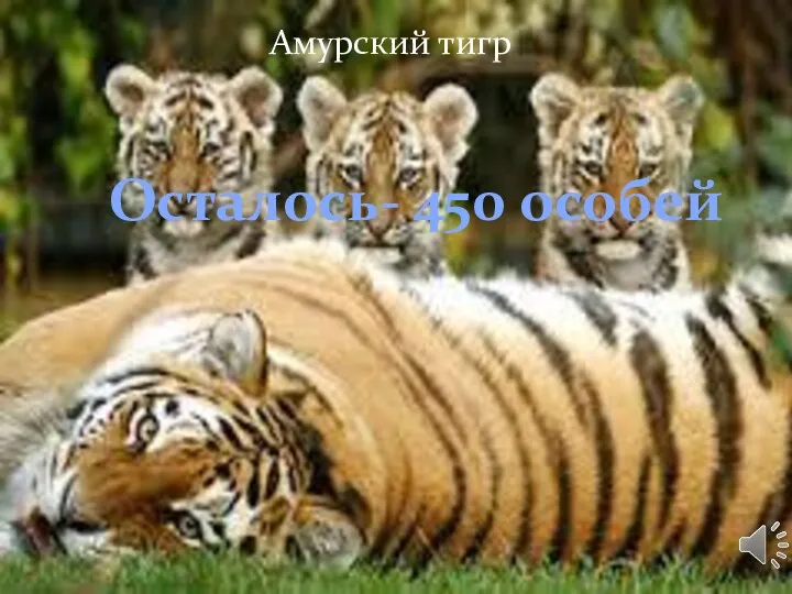 Амурский тигр Осталось- 450 особей