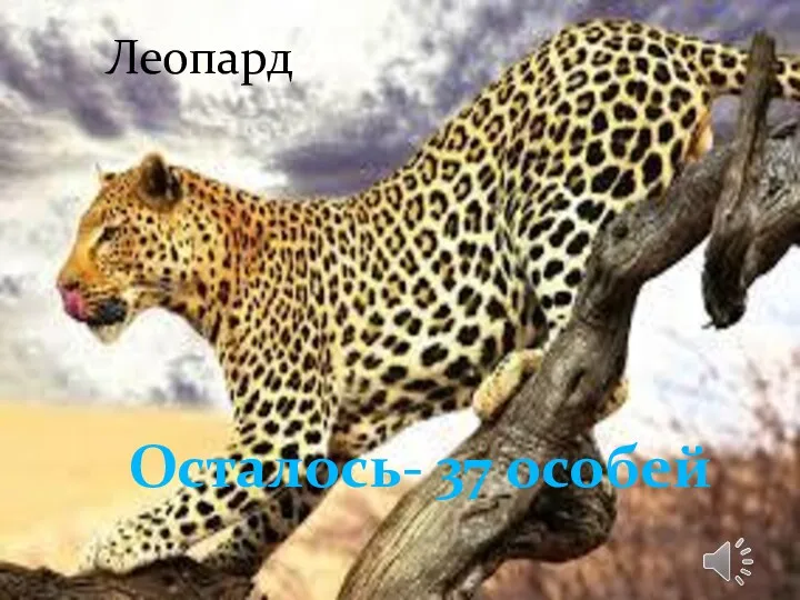 Леопард Осталось- 37 особей