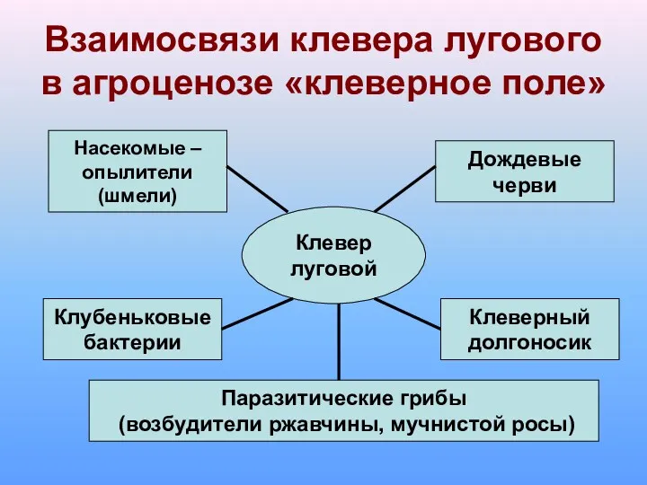 Взаимосвязи клевера лугового в агроценозе «клеверное поле» Клевер луговой Насекомые