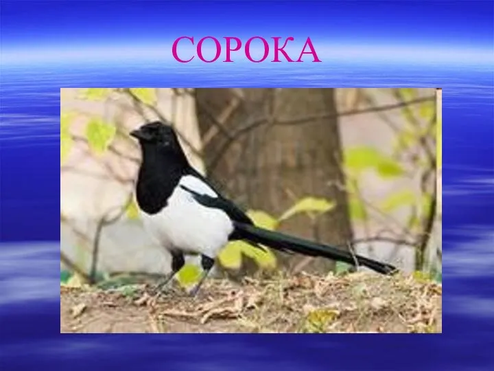 СОРОКА