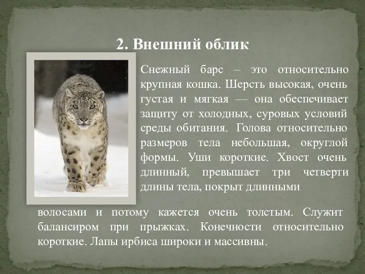 2. Внешний облик Снежный барс – это относительно крупная кошка.