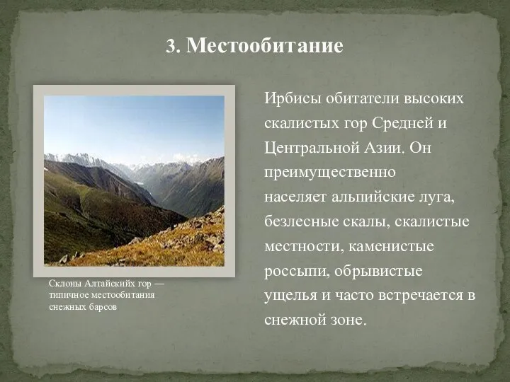 3. Местообитание Ирбисы обитатели высоких скалистых гор Средней и Центральной